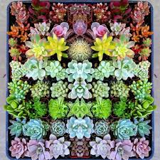 There are a few different ways to propagate succulents. How To Grow Succulents From Seeds Unugtp