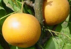 Check spelling or type a new query. 10 Zone 5 Fruit Tree Ideas Indoor Vegetable Gardening Garden Planning Zone 5