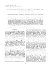 Image result for Synsepalum passargei