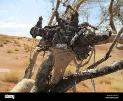 Image result for Parkinsonia africana