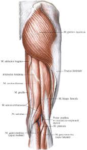 Gluteus Shram Kiev Ua