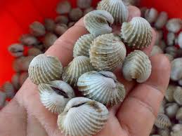 Meski kerang jenis ini sulit untuk didapat di resto seafood. 4 Langkah Mudah Kupas Kerang Guna Ais Agar Kekal Gebu Mingguan Wanita