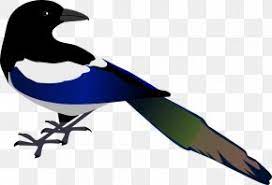 Polish your personal project or design with these australian magpie. Eurasian Magpie Clip Art Png 2020x1384px Eurasian Magpie Australian Magpie Beak Bird Crow Family Download Free