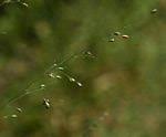 Image result for Panicum heterostachyum