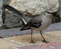 Birds Of Middle Tennessee Tennessee State Bird Northern Mockingbird State Birds Bird Tennessee