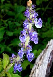 Image result for Bothriocline ruwenzoriensis