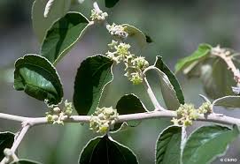 Image result for Ziziphus mauritiana
