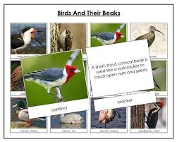 Match The Birds With Their Nests Pin On Animals