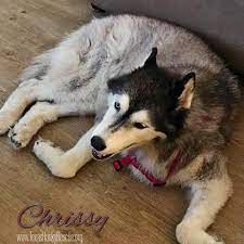 Maybe you would like to learn more about one of these? Texas Husky Rescue