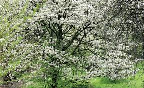Die Felsenbirne Amelanchier Offnet Ihre Weissen Sternformigen Bluten Ende April Anfang Mai Auch Danach Ist Der Grosse Felsenbirne Haus Baume Garten Pflanzen