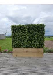Unfortunately, many kinds of boxwoods are susceptible to an incurable fungal disease called boxwood blight. Artificial Ready Made Boxwood Hedges The Artificial Plants Shop