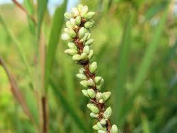 Image result for Persicaria barbata