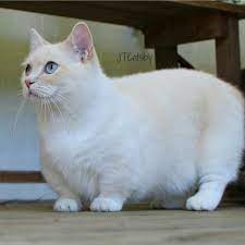 Pin On Pets Are Family Too