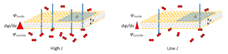 Gas Exchange Wikipedia