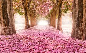 See more ideas about garden edging, landscape edging, lawn edging. Iphone Flower Background Landscape Novocom Top