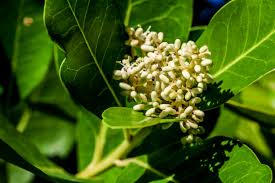 Image result for Apodytes dimidiata