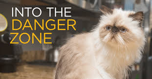The company was founded in 2005 by dr. Pet Insurance Nationwide Is America S Best Pet Insurance