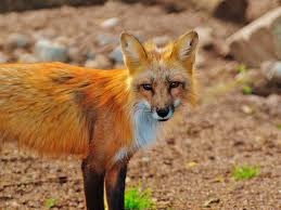 Creating a pungent and musky smell. How To Get Rid Of Foxes Getridofthings Com