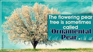 In fact, pear trees are famous for their ornamental beauty, whether they produce fruit or not. Incredibly Useful Tips For Taking Care Of Flowering Pear Trees Gardenerdy