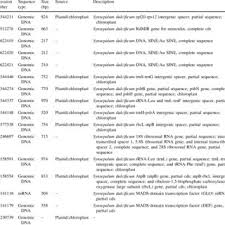 Image result for Synsepalum passargei