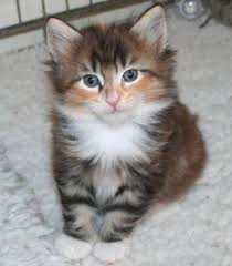 Called skogkatt in norway, they are extremely loyal, sweet, and fierce. Norwegian Forest Cat Colours Norwegian Forest Cat Society Uk