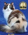 Ragamuffin Cat Breed - Facts and Personality Traits | Hill ...