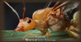 Have you ever dreamt of ants? Ant Symbolism Meaning Spirit Totem Power Animal