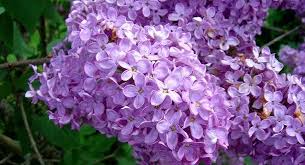 Comment Faire Une Bouture De Lilas Truc De Grand Mere Comment Faire Une Bouture Faire Une Bouture