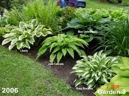 Maybe you would like to learn more about one of these? Hostas In A Garden Design Hosta Forum Gardenweb Hosta Gardens Plants Shade Garden