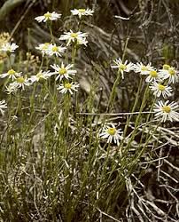 Image result for Erlangea remifolia