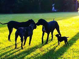 the morning meeting nyx great doberdane crixus cane corso karma great dane and appollo minpin boston terrier rescues danes doberdanes cane co