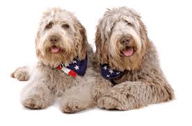 Our adoption counselors are trained to help make the best match for you and can answer and questions you may have. Labradoodle Puppies For Sale In Maryland Adoptapet Com