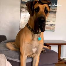 Don't be fooled by freddy's official portrait, with him looking stoic sitting on the couch next to his record certificate. Try Not To Laugh Adorable Great Dane Sits On Couch Like A Human Facebook