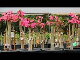 Bottle Adenium Adenium Tree Adenium Anaconda Tower Adenium Part 1st Youtube Tanaman