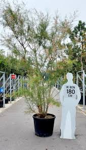 Image result for tamarix ramosissima pink cascade