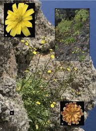 Image result for Tolpis