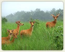 The natural environment in which an animal or plant usually lives: Habitat Ecology Wildlife Institute Of India An Autonomous Institute Of Moef Govt Of India