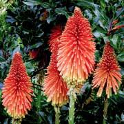 Image result for Uvaria tanzaniae