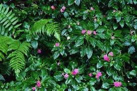 We did not find results for: Wet Plants In Costa Rica Rainforest Photographic Print Paul Souders Allposters Com