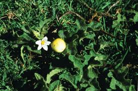 Image result for Solanum anguivi