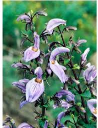 Image result for Dissotis melleri