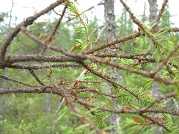 Image result for Viscaceae