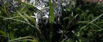 Halfway to arkansas blue star. Amsonia Arkansas Bluebell Hubricht S Blue Star Narrow Leaf Blue Star Stiff Blue Star Amsonia Hubrichtii Halfway To Arkansas