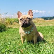 2021 amberbull french bulldogs vancouver, bc · website is powered by wordpress · designed by hilight projects. French Bulldogs For Sale Vancouver And Kelowna Sea To Sky