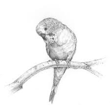 Wellensittich Budgie Graphitedrawing Customart 2020 Cizim Sanat Egitimi Illustration