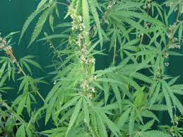 Image result for Cannabis sativa