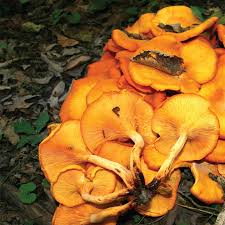 Tree size soil sun growth; Jack O Lantern Mushroom Illinois