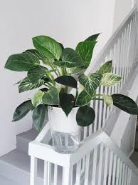 The philodendron birkin is sensitive to overwatering and can easily rot if the roots are too wet for an extended period of time. Big Philodendron Birkin In A Self Watering Pot Furniture Home Living Home Decor Artificial Plants Flowers On Carousell