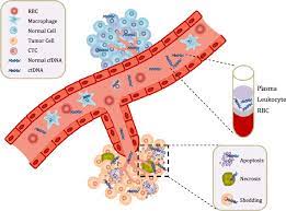 Maybe you would like to learn more about one of these? Circulating Cell Free Dna Cfdna And Circulating Tumor Dna Ctdna Are Download Scientific Diagram