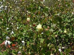 Image result for Gossypium